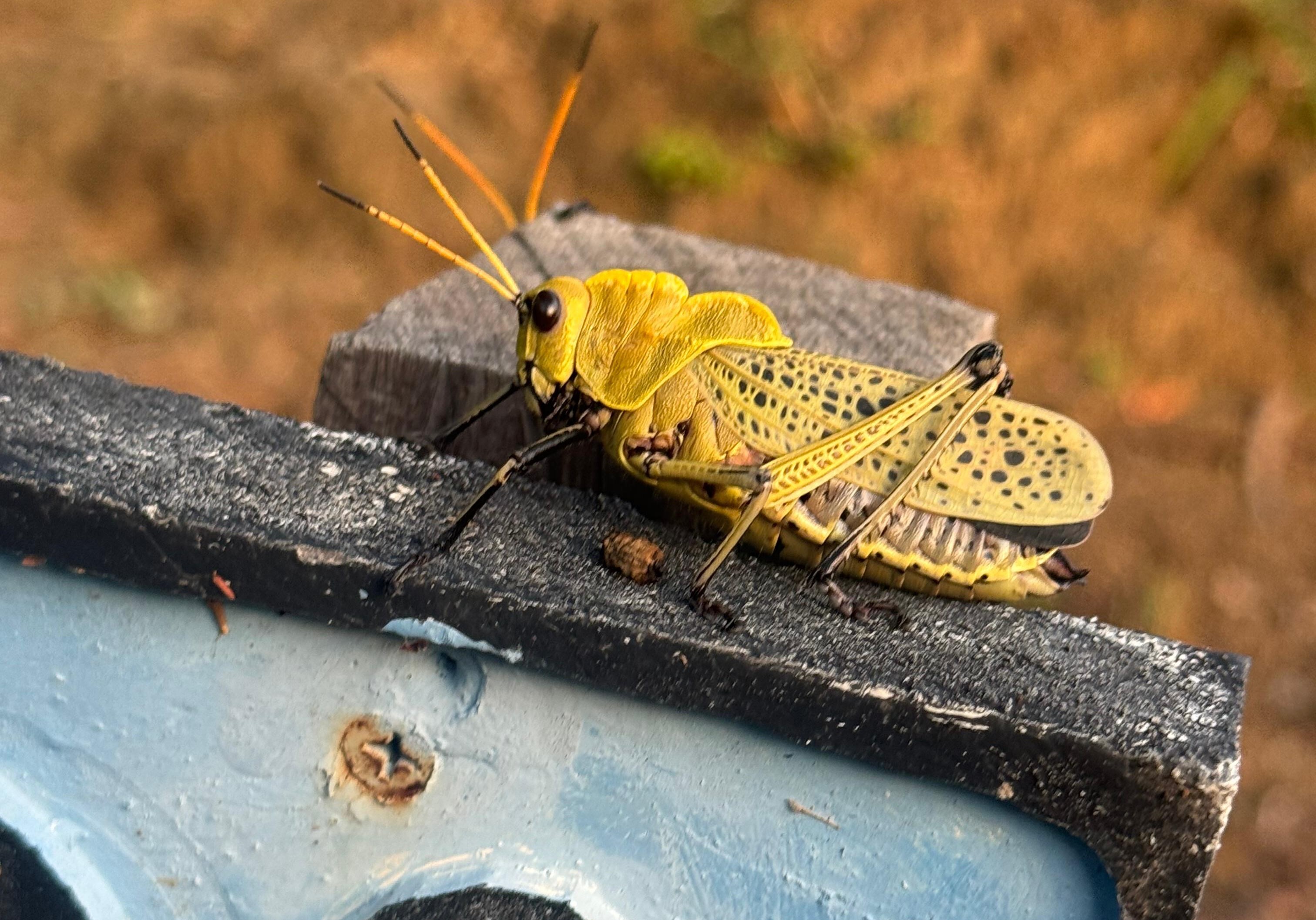 Spotting the Central American Lubber Grasshopper on Las Catalinas
